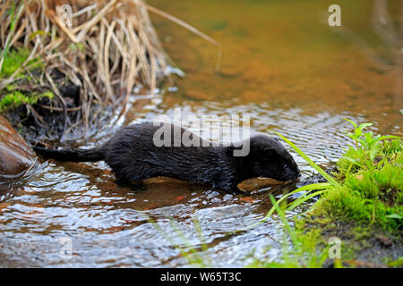 Amerikanischer Nerz, Junge am Wasser, Pine County, Minnesota, USA, Nordamerika, (Mustela Vision-fitness) Stockfoto