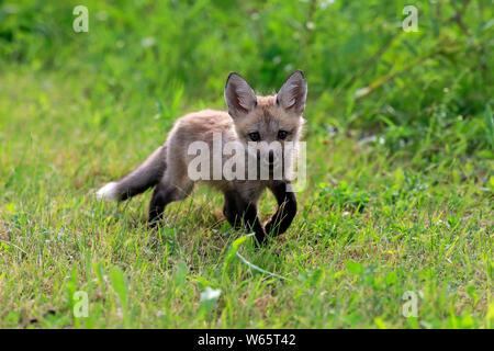 American Red Fox, Cub, Pine County, Minnesota, USA, Nordamerika, (Vulpes vulpes fulvus) Stockfoto