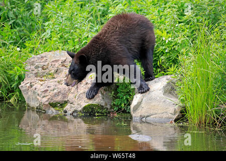 Schwarzer Bär, Junge am Wasser, Pine County, Minnesota, USA, Nordamerika, (Ursus americanus) Stockfoto