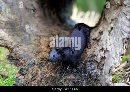 Amerikanischer Nerz, Erwachsene mit Jungen, Pine County, Minnesota, USA, Nordamerika, (Mustela Vision-fitness) Stockfoto