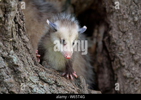 Virginia opossum, Nordamerikanische Opossum, Jung, Pine County, Minnesota, USA, Nordamerika, (Didelphis virginiana) Stockfoto