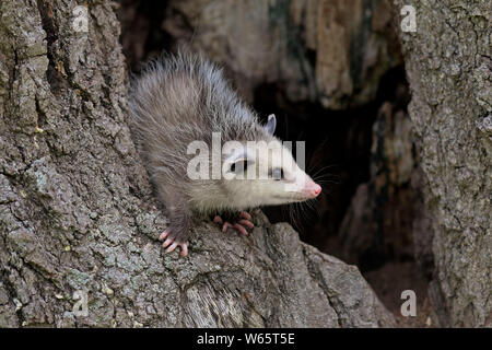 Virginia opossum, Nordamerikanische Opossum, Jung, Pine County, Minnesota, USA, Nordamerika, (Didelphis virginiana) Stockfoto