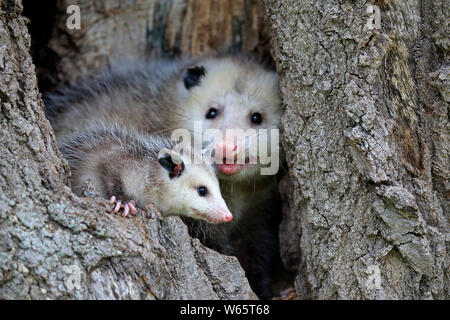 Virginia opossum, Nordamerikanische Opossum, Erwachsene mit Jungen suchen aus der Höhle, Pine County, Minnesota, USA, Nordamerika, (Didelphis virginiana) Stockfoto