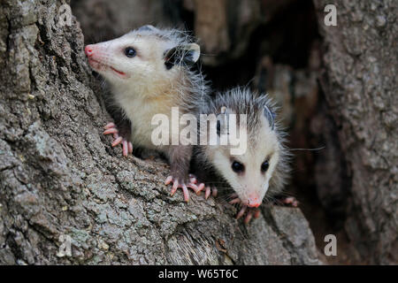 Virginia opossum, Nordamerikanische Opossum, Youngs, Pine County, Minnesota, USA, Nordamerika, (Didelphis virginiana) Stockfoto