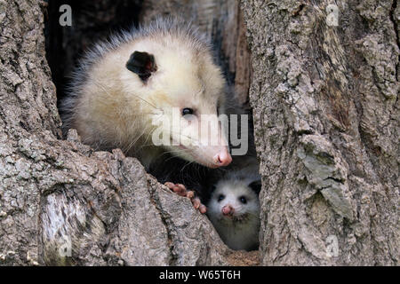 Virginia opossum, Nordamerikanische Opossum, Erwachsene mit Jungen suchen aus der Höhle, Pine County, Minnesota, USA, Nordamerika, (Didelphis virginiana) Stockfoto