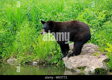 Schwarzer Bär, Junge am Wasser, Pine County, Minnesota, USA, Nordamerika, (Ursus americanus) Stockfoto