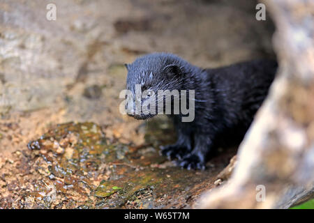 Amerikanischer Nerz, Junge am Wasser, Pine County, Minnesota, USA, Nordamerika, (Mustela Vision-fitness) Stockfoto