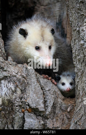 Virginia opossum, Nordamerikanische Opossum, Erwachsene mit Jungen suchen aus der Höhle, Pine County, Minnesota, USA, Nordamerika, (Didelphis virginiana) Stockfoto