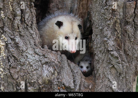 Virginia opossum, Nordamerikanische Opossum, Erwachsene mit Jungen suchen aus der Höhle, Pine County, Minnesota, USA, Nordamerika, (Didelphis virginiana) Stockfoto