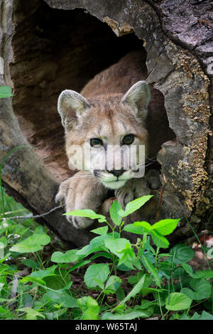 Mountain Lion, Cougar, Puma, junger Erwachsener, Pine County, Minnesota, USA, Nordamerika, (Felis concolor) Stockfoto