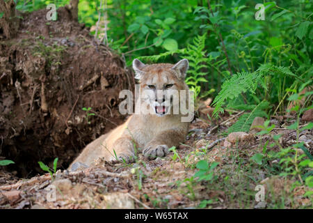 Mountain Lion, Cougar, Puma, junger Erwachsener, Pine County, Minnesota, USA, Nordamerika, (Felis concolor) Stockfoto