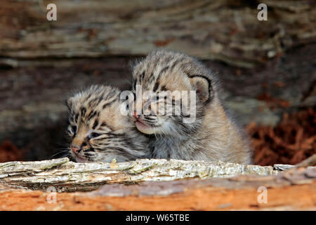 Bobcat, junge Geschwister, Pine County, Minnesota, USA, Nordamerika, (Lynx rufus) Stockfoto