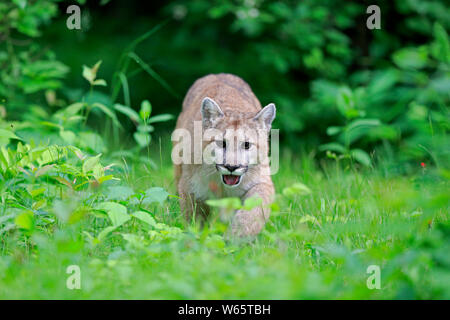 Mountain Lion, Cougar, Puma, Erwachsener, Pine County, Minnesota, USA, Nordamerika, (Felis concolor) Stockfoto