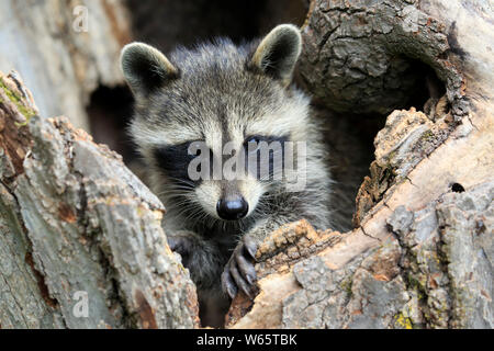 Nordamerikanische Waschbär, Waschbären, Cub, Pine County, Minnesota, USA, Nordamerika, (Procyon Lotor) Stockfoto