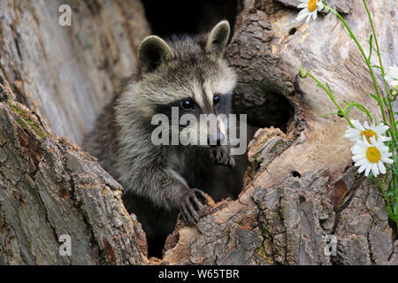 Nordamerikanische Waschbär, Waschbären, Cub, Pine County, Minnesota, USA, Nordamerika, (Procyon Lotor) Stockfoto