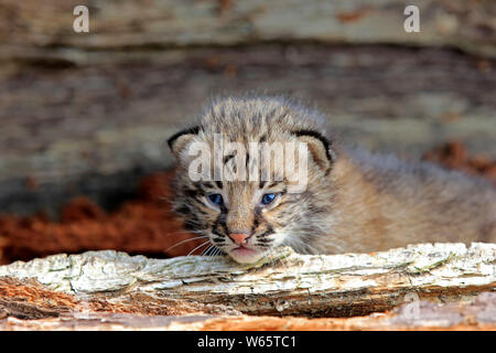 Bobcat, Cub, Pine County, Minnesota, USA, Nordamerika, (Lynx rufus) Stockfoto