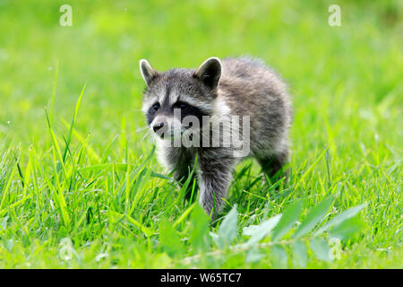 Nordamerikanische Waschbär, Waschbären, Cub, Pine County, Minnesota, USA, Nordamerika, (Procyon Lotor) Stockfoto