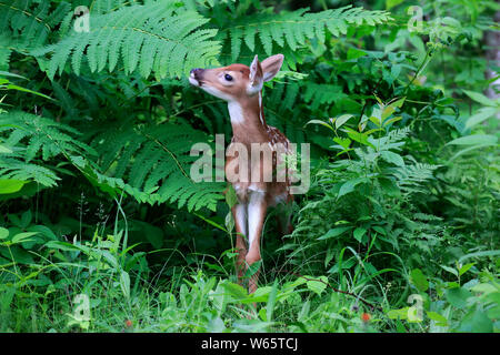 White tailed deer, Jung, zehn Tage, Pine County, Minnesota, USA, Nordamerika, (Odocoileus virginianus) Stockfoto