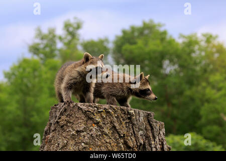 Nordamerikanische Waschbär, Waschbären, Cubs, Pine County, Minnesota, USA, Nordamerika, (Procyon Lotor) Stockfoto