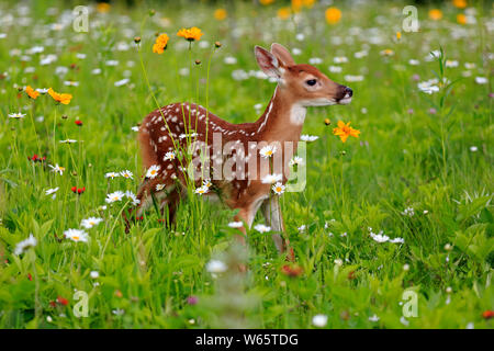 White tailed deer, Jung, zehn Tage, Pine County, Minnesota, USA, Nordamerika, (Odocoileus virginianus) Stockfoto