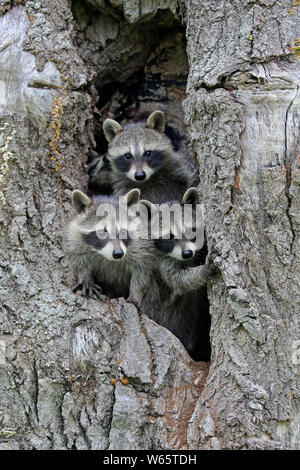 Nordamerikanische Waschbär, Waschbären, Cubs, Pine County, Minnesota, USA, Nordamerika, (Procyon Lotor) Stockfoto