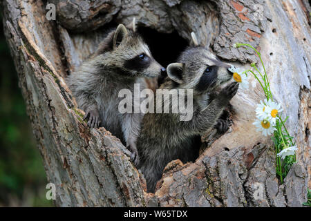 Nordamerikanische Waschbär, Waschbären, Cubs, Pine County, Minnesota, USA, Nordamerika, (Procyon Lotor) Stockfoto