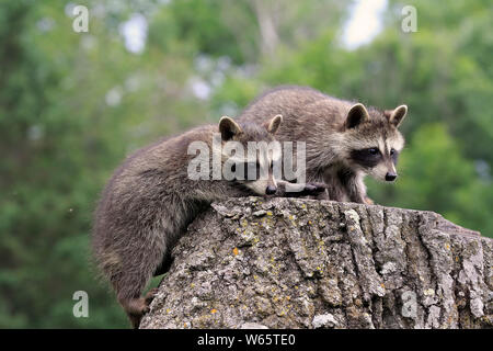 Nordamerikanische Waschbär, Waschbären, Cubs, Pine County, Minnesota, USA, Nordamerika, (Procyon Lotor) Stockfoto