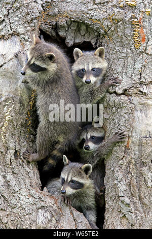 Nordamerikanische Waschbär, Waschbären, Cubs, Pine County, Minnesota, USA, Nordamerika, (Procyon Lotor) Stockfoto