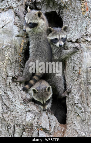 Nordamerikanische Waschbär, Waschbären, Cubs, Pine County, Minnesota, USA, Nordamerika, (Procyon Lotor) Stockfoto