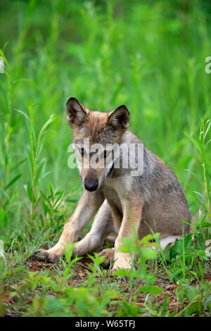 Grauer Wolf, Jung, Pine County, Minnesota, USA, Nordamerika, (Canis lupus) Stockfoto