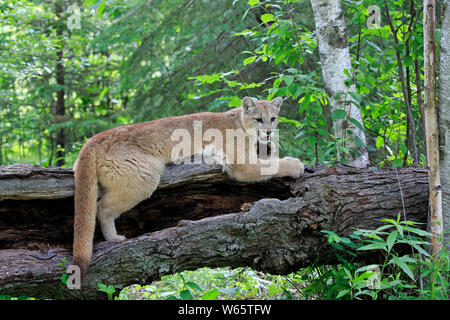 Mountain Lion, Cougar, Puma, Erwachsener, Pine County, Minnesota, USA, Nordamerika, (Felis concolor) Stockfoto