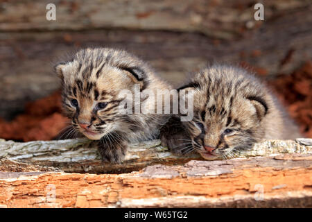 Bobcat, junge Geschwister, Pine County, Minnesota, USA, Nordamerika, (Lynx rufus) Stockfoto