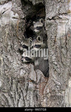 Nordamerikanische Waschbär, Waschbären, Cubs, Pine County, Minnesota, USA, Nordamerika, (Procyon Lotor) Stockfoto