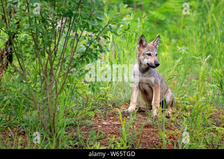 Grauer Wolf, Jung, Pine County, Minnesota, USA, Nordamerika, (Canis lupus) Stockfoto