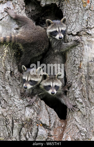 Nordamerikanische Waschbär, Waschbären, Cubs, Pine County, Minnesota, USA, Nordamerika, (Procyon Lotor) Stockfoto