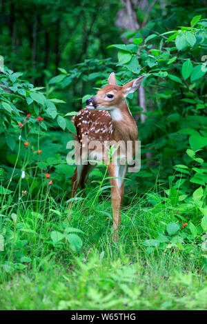 White tailed deer, Jung, zehn Tage, Pine County, Minnesota, USA, Nordamerika, (Odocoileus virginianus) Stockfoto