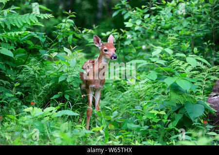 White tailed deer, Jung, zehn Tage, Pine County, Minnesota, USA, Nordamerika, (Odocoileus virginianus) Stockfoto