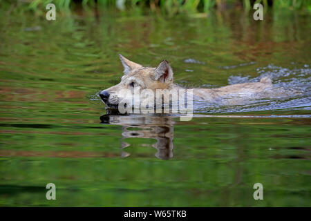 Grauer Wolf, Jung, Pine County, Minnesota, USA, Nordamerika, (Canis lupus) Stockfoto