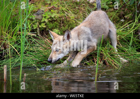 Grauer Wolf, Jung, Pine County, Minnesota, USA, Nordamerika, (Canis lupus) Stockfoto