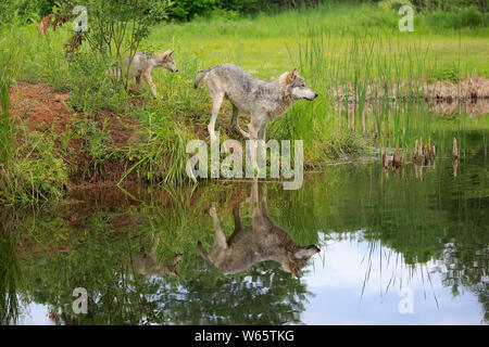 Grauer Wolf mit Cub, Pine County, Minnesota, USA, Nordamerika, (Canis lupus) Stockfoto