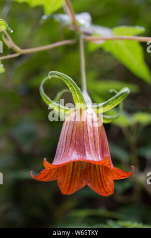 Kanarische Bell flower, anaga Gebirge, Teneriffa, Kanarische Inseln, Spanien, Europäische Union, (Canarina canariensis) Stockfoto