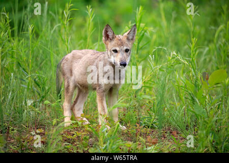 Grauer Wolf, Jung, Pine County, Minnesota, USA, Nordamerika, (Canis lupus) Stockfoto