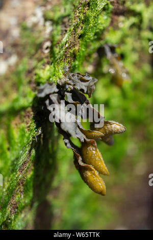 Blasentang, El Medano, Teneriffa, Kanarische Inseln, Spanien, Europäische Union, (Fucus vesiculosus) Stockfoto