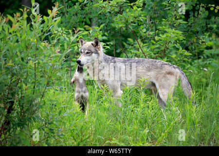 Grauer Wolf mit Cub, Pine County, Minnesota, USA, Nordamerika, (Canis lupus) Stockfoto