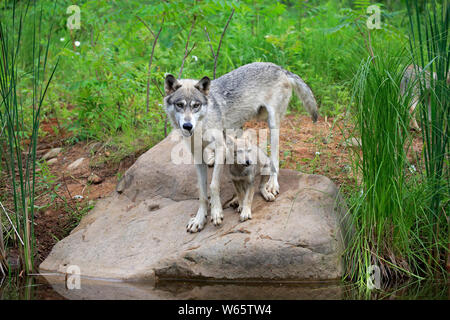 Grauer Wolf mit Cub, Pine County, Minnesota, USA, Nordamerika, (Canis lupus) Stockfoto