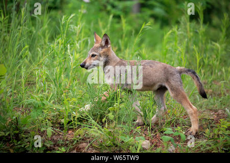 Grauer Wolf, Jung, Pine County, Minnesota, USA, Nordamerika, (Canis lupus) Stockfoto