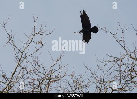 Rook, Oehringen, Hofgarten, Hohenlohe, baden-württemberg, Heilbronn - Franken, Deutschland, (Corvus frugilegus) Stockfoto