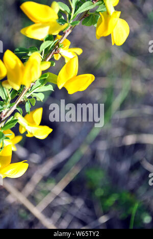 Niederlassungen der Blüte genista Dolmetsch (Dyer Dyer greenweed oder Besen) gegen verschwommene Grau Gras oft Bokeh Stockfoto