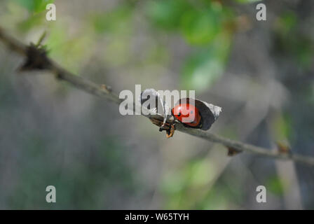 Zweig mit Marienkäfer unter trockenen Blatt Nahaufnahme Detail, weiche blurry bokeh Hintergrund Stockfoto