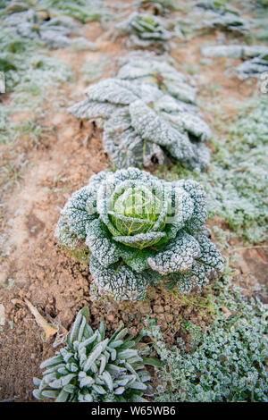 Wirsing, ökologische Landwirtschaft, Velbert, Nordrhein-Westfalen, Deutschland, Europa, (Brassica oleracea convar. capitata var. sabauda) Stockfoto